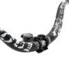 Představec pro řidítka 31,8mm EWPM-004 se vzestupem 35 stupňů